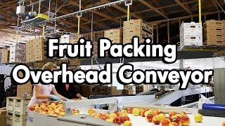 Fruit Packaging using an Empty Carton Delivery Conveyor [upl. by Corty330]