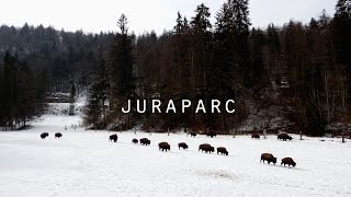 Juraparc  bisons wolves amp bears [upl. by Butcher]