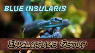 BLUE VIPER ENCLOSURE Insularis Natural Habitat [upl. by Gennie488]