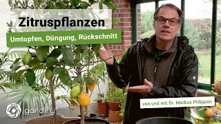 Mediterrane Kübelpflanzen wie Oliven Zitronen Oleander im Frühjahr umtopfen [upl. by Vanni]