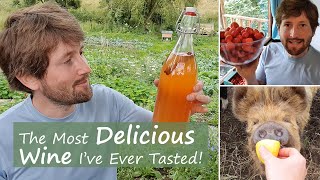 How to Make Strawberry Wine  Easy Recipe For Beginners [upl. by Yerd]