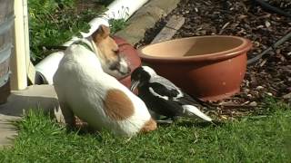 Australian Magpie Playing 2 [upl. by Dragon679]