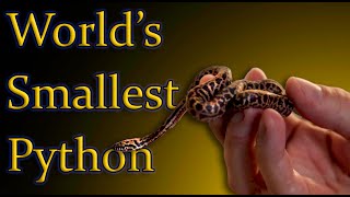 Meet The Smallest Pythons In The World TINY Little Constrictors [upl. by Ardaed989]