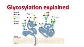 Glycobiology  Glycosylation of proteins  Factors affecting glycosylation [upl. by Nylidnam]