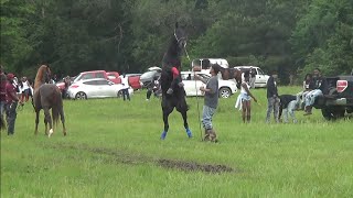 Big Black Stud Tennessee Walking Horse Lucius of Big Money Stables [upl. by Eelsha495]