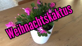 Weihnachtskaktus pflegen gießen düngen vermehren Standort umtopfen Schlumbergera [upl. by Loftis]