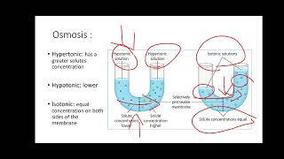 Lab 3 Diffusion and Osmosis [upl. by Idroj380]