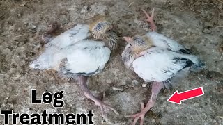 Pigeon Splayed Legs Treatment  कबूतर के बच्चों के फैले पैर कैसे सीधे करे [upl. by Dempster]