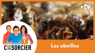 Le déclin des abeilles  Cest pas sorcier Intégrale [upl. by Veljkov467]