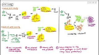 119 Active Immunity Cambridge AS A Level Biology 9700 [upl. by Lindy]