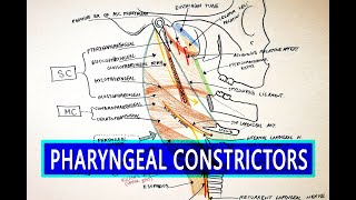 Pharyngeal Constrictors  Pharynx Anatomy [upl. by Arahat11]