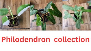 philodendron collection Three different varieties philodendron from gorkhey bazar siliguri [upl. by Haroldson786]