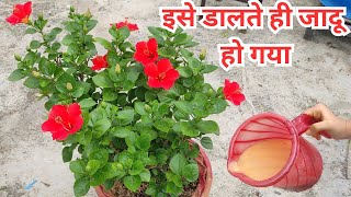 Best fertilizer for Hibiscus plant गुड़हल में इस खाद से खिलेंगे ढेरों फूल  gudhal ka phool [upl. by Nylrahc]