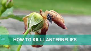 What Are Spotted Lanternflies Effective Natural Treatment To Get Rid Of Them [upl. by Johppa480]