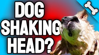 Why Do Dogs Shake Their Heads 7 Warning Signs 😱 [upl. by Lasky]