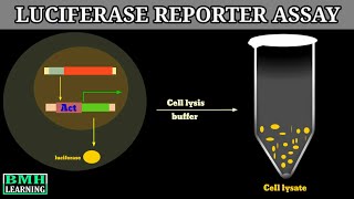 Luciferase Reporter Assay  Reporter Gene Assay [upl. by Rehteh845]