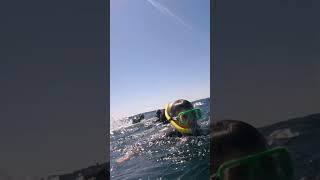 Swimmer Hit by Humpback Whale Tail [upl. by Yruok495]