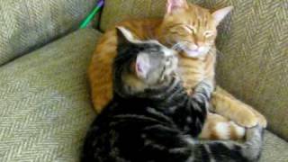 lovely cats cuddling and kissing [upl. by Annahsad]