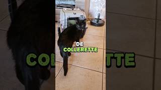 Pas de collerette  La stérilisation de Tia 22 chats santé shortswithzita [upl. by Liebowitz]