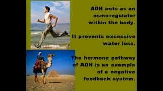 Antidiuretic Hormone ADH Osmoregulation [upl. by Hemphill]