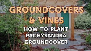 How to Plant Pachysandra Groundcover [upl. by Blasius113]