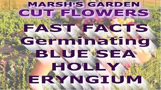 Germinating Blue Sea Holly Eryngium  Fast Facts  Starting Eryngium from Seed Cut Flower Farm [upl. by Nisior]