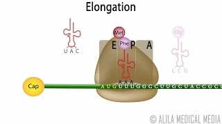 Eukaryotic Translation Protein Synthesis Animation [upl. by Wojak]