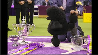 148th Westminster Kennel Club Dog Show come quotMeet The Dogsquot 2024 [upl. by Stannwood]