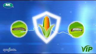 Syngenta Corn Seeds VIP  Fall Armyworm FAW Resistant Variety [upl. by Chauncey590]