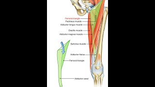 Femoral triangle [upl. by Sigmund]