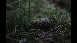 Snapping Branches Twigs Sound Effect [upl. by Norvin398]