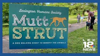 MUTT STRUT raises money for Lexington Humane Society [upl. by Roxy564]