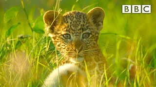 Leopard cubs learn how to escape a hyena 🐆 Serengeti II  BBC [upl. by Ahtebbat523]