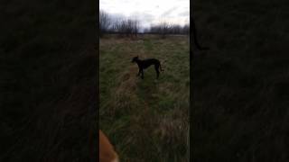 Chase nearly 7 month old Dave Platt deerhoundgreyhound x Laguna Whippet on a mooch with the pack [upl. by Andreas]