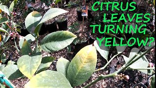 3 Reasons WHY The Leaves On Your Citrus Are YELLOW [upl. by Ynatsed]