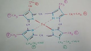 How to Draw Haemoglobin Molecule Structure  Heme Molecule  TCML [upl. by Assirek]