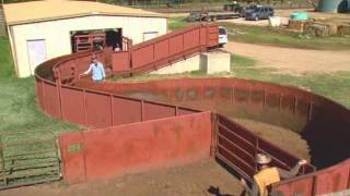 Cattle Handling  Facilities [upl. by Cosma]