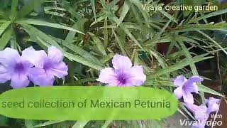 NO105 How to collect seeds from Mexican PetuniaRuelliaFlorida blue bells to grow HindiUrdu [upl. by Yeclehc]