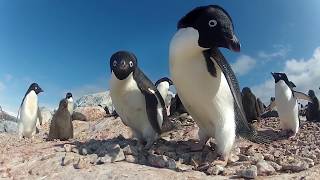 Penguins starving in East Antarctica behind the BBC news headlines [upl. by Kingdon]