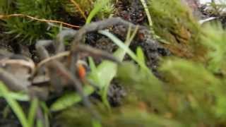 Wolf Spider Hunting Grasshopper [upl. by Nal785]