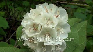 Whiteflowering Dombeya tiliacea a flowering garden shrub [upl. by Emmuela]