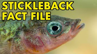 Stickleback Fact File British Wildlife Facts [upl. by Charry]