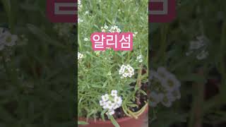 조그만한 꽃이 바람에 살랑살랑 작은 춤이 사랑스럽구나 알리섬 Alyssum flowers 1분 music 푸른산호초 [upl. by Camroc542]