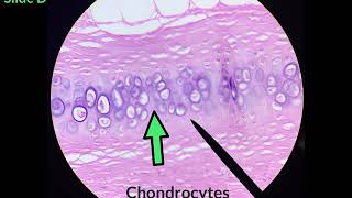 Connective Tissue Identification Video [upl. by Oirazan725]