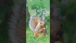 Squirrel sounds  Fox squirrel [upl. by Anuahs118]