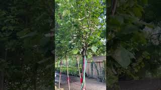 TreeTipTuesday  Styrax obassia ‘Fragrant Snowbell’ [upl. by Naillig]