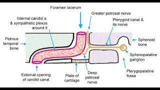 Structures that pass through the Foramen lacerum [upl. by Earaj]