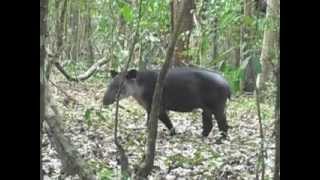 Tapirus bairdii [upl. by Ahseral]