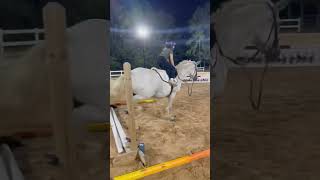 Suprise I been riding horses and im alr jumping [upl. by Saretta]