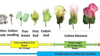 Cotton crop sympodial monopodiyal branches disease insects other specifications [upl. by Marbut]